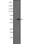 Bcl-rambo Polyclonal Antibody