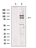 Cyclin T1 Polyclonal Antibody