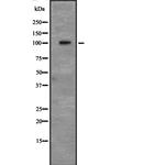 CD166 Antibody in Western Blot (WB)