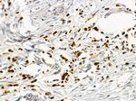 CD48 Antibody in Immunohistochemistry (Paraffin) (IHC (P))