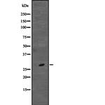 CD48 Antibody in Western Blot (WB)
