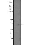 CITED4 Antibody in Western Blot (WB)