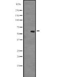 CLK3 Polyclonal Antibody