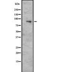 CUL5 Polyclonal Antibody
