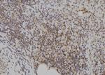 E2F7 Polyclonal Antibody
