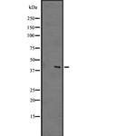 GPR183 Polyclonal Antibody