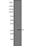 GADD45A Polyclonal Antibody