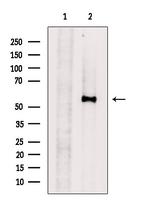 GPR162 Antibody in Western Blot (WB)