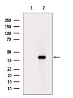 GPR81 Antibody in Western Blot (WB)