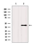 GPR81 Antibody in Western Blot (WB)
