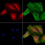 GRIP1 Antibody in Immunocytochemistry (ICC/IF)