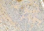 GRIP1 Antibody in Immunohistochemistry (Paraffin) (IHC (P))