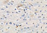 GRIP1 Antibody in Immunohistochemistry (Paraffin) (IHC (P))