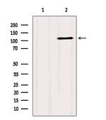 GRIP1 Antibody in Western Blot (WB)