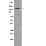 Laminin-213 Polyclonal Antibody
