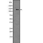LPHN3 Polyclonal Antibody