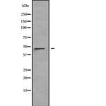 LRRC42 Polyclonal Antibody