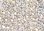 MIXL1 Antibody in Immunohistochemistry (Paraffin) (IHC (P))
