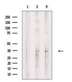 WDR83 Antibody in Western Blot (WB)