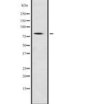 NFE2L1 Antibody in Western Blot (WB)