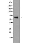 NR2C2 Polyclonal Antibody