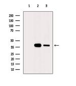 TTC19 Antibody in Western Blot (WB)