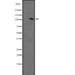 ZFPM1 Polyclonal Antibody