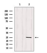 CD28 Antibody in Western Blot (WB)