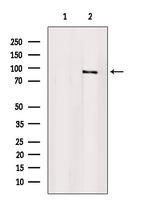 Aconitase 2 Polyclonal Antibody