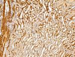 ACTR1A Antibody in Immunohistochemistry (Paraffin) (IHC (P))