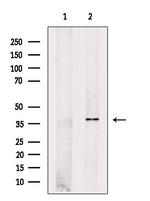ACTR1A Antibody in Western Blot (WB)
