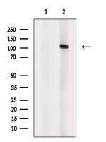 ADAM19 Polyclonal Antibody