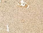 ADCY10 Antibody in Immunohistochemistry (Paraffin) (IHC (P))