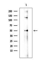 Apelin receptor Antibody in Western Blot (WB)