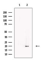 EEF1E1 Antibody in Western Blot (WB)