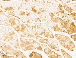 AMELX Antibody in Immunohistochemistry (Paraffin) (IHC (P))