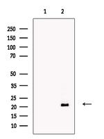 AMELX Antibody in Western Blot (WB)