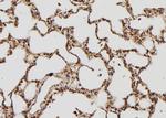 AMPK beta-1 Antibody in Immunohistochemistry (Paraffin) (IHC (P))