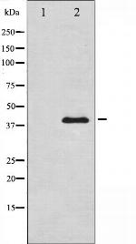 AMPK beta-1 Antibody in Western Blot (WB)