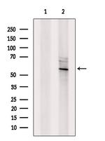 ANGPTL2 Antibody in Western Blot (WB)