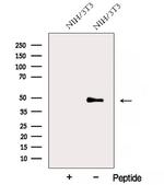 AP3M1 Antibody in Western Blot (WB)