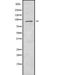 APBA1 Antibody in Western Blot (WB)