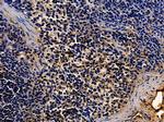 RIAM Antibody in Immunohistochemistry (Paraffin) (IHC (P))
