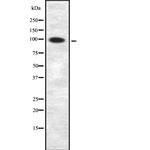 RIAM Antibody in Western Blot (WB)