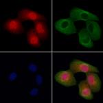 APC7 Antibody in Immunocytochemistry (ICC/IF)