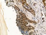 APC7 Antibody in Immunohistochemistry (Paraffin) (IHC (P))
