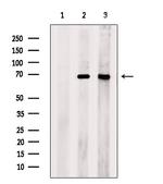 APC7 Antibody in Western Blot (WB)