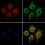 Apelin Polyclonal Antibody