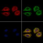 Apolipoprotein H Polyclonal Antibody