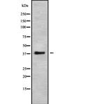 Apolipoprotein L6 Polyclonal Antibody